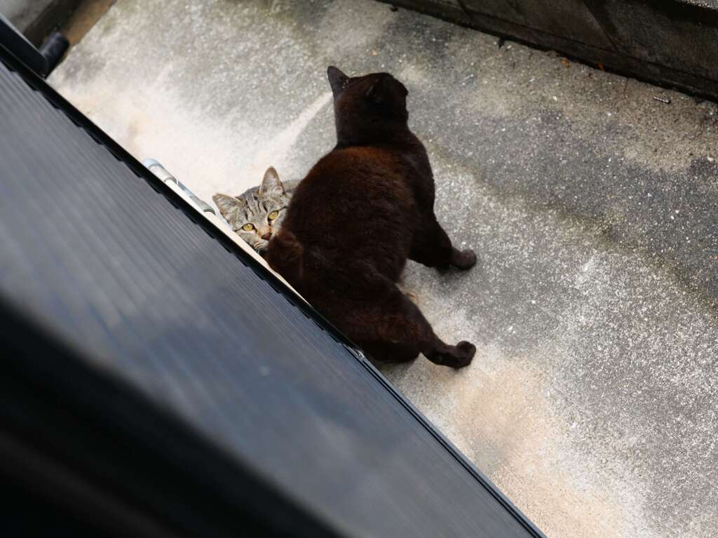 外が気になる、内が気になる♪