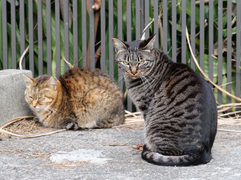 オラオラねこ♪