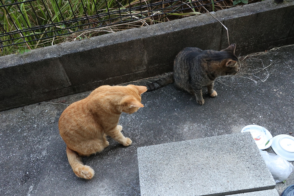 反省ネコ（中茶トラ）♪