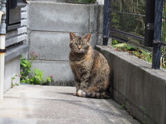 「遠くから」♪
