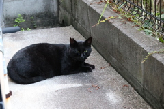 人生は、今日もネコだらけ♪