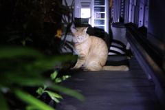 夜茶トラ♪