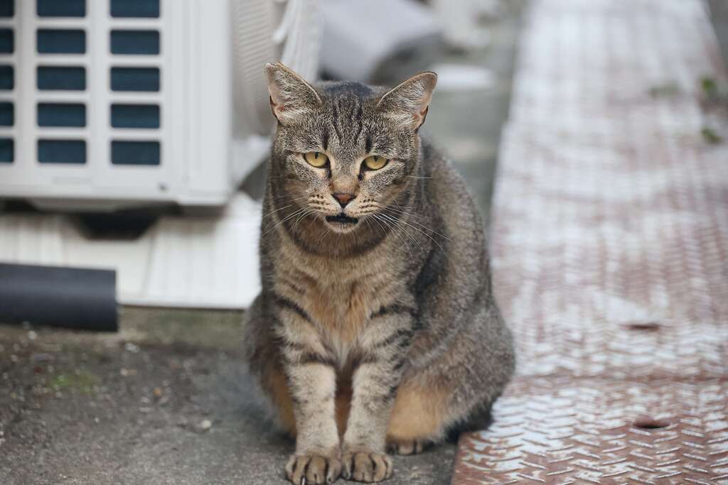 主を呼ぶ声♪