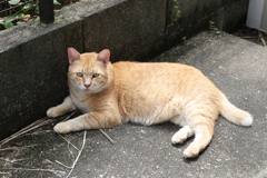 大茶トラ祭り（続編）♪