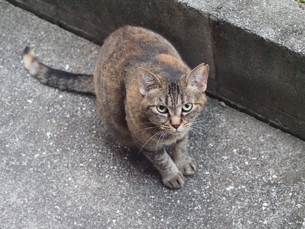 「じゃ～ん」♪