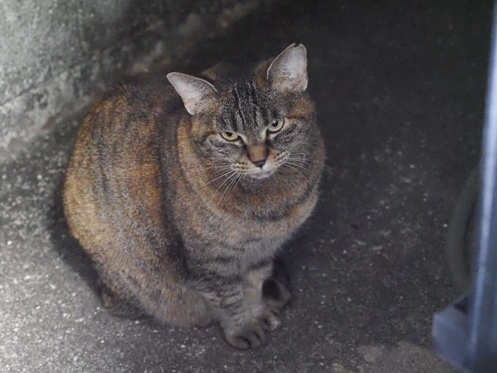 「朝あくび」（続編）♪