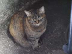 「朝あくび」（続編）♪