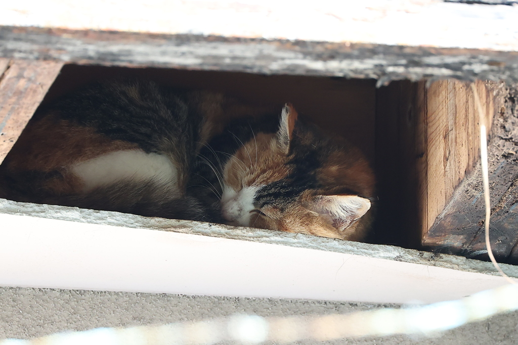 今日は、寝ていた♪