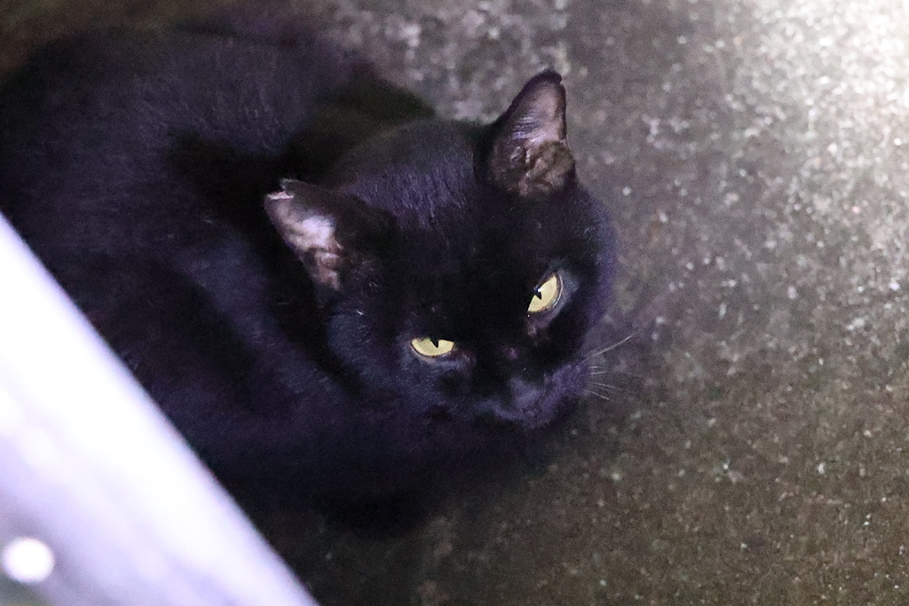 いつまでいるの♪