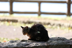 朝日を浴びて♪