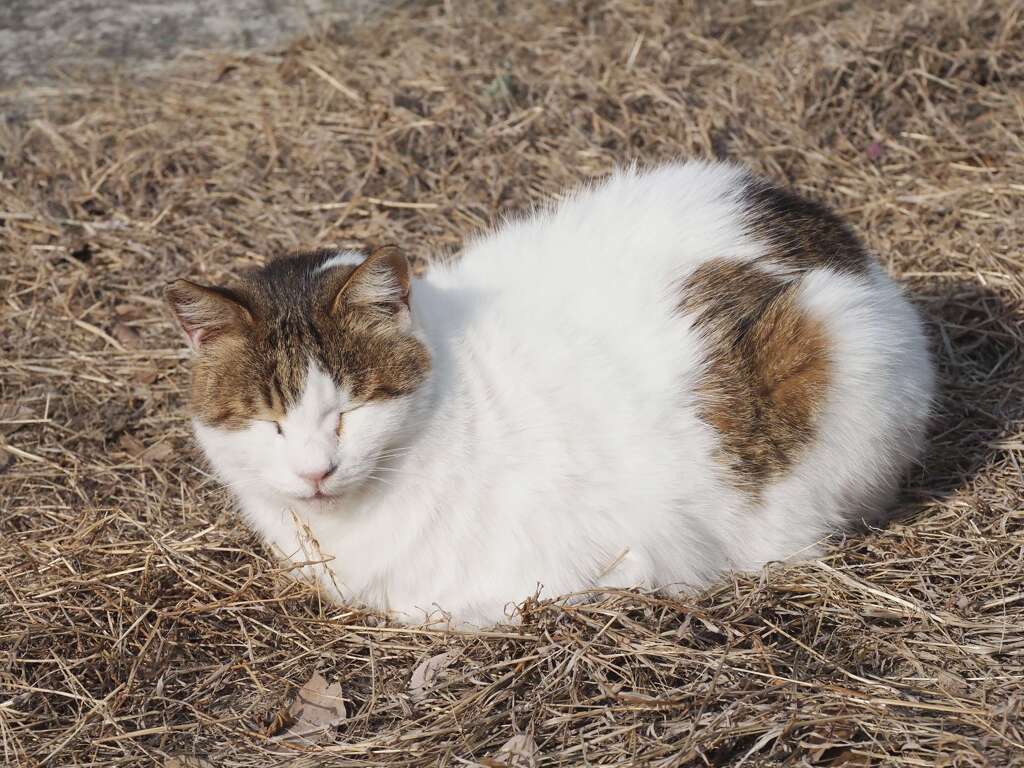 「陽だまりの中」♪