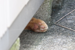 逃げたのではなく♪