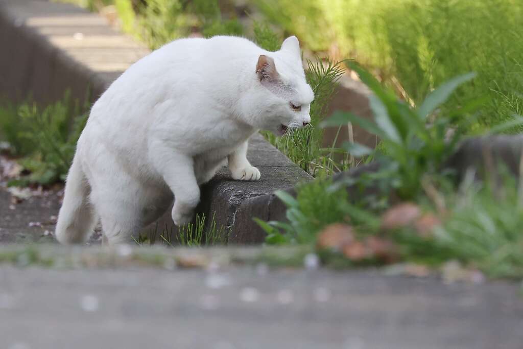 公園のシロ♪