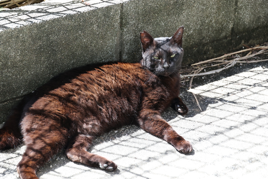 茶ネコに変身♪