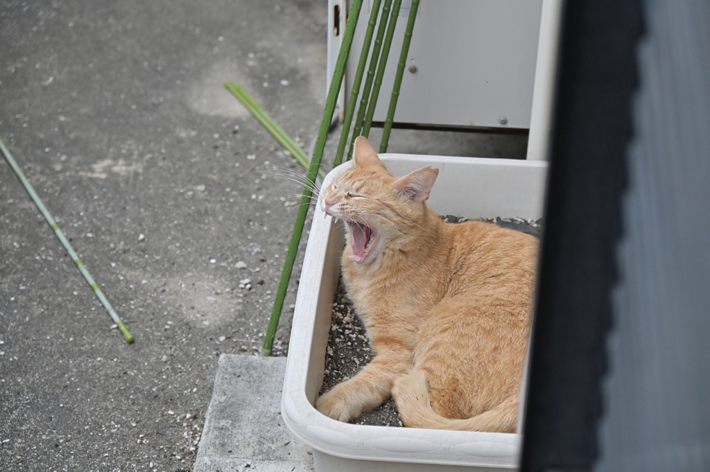 ２回目のあくび