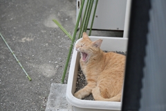 ２回目のあくび