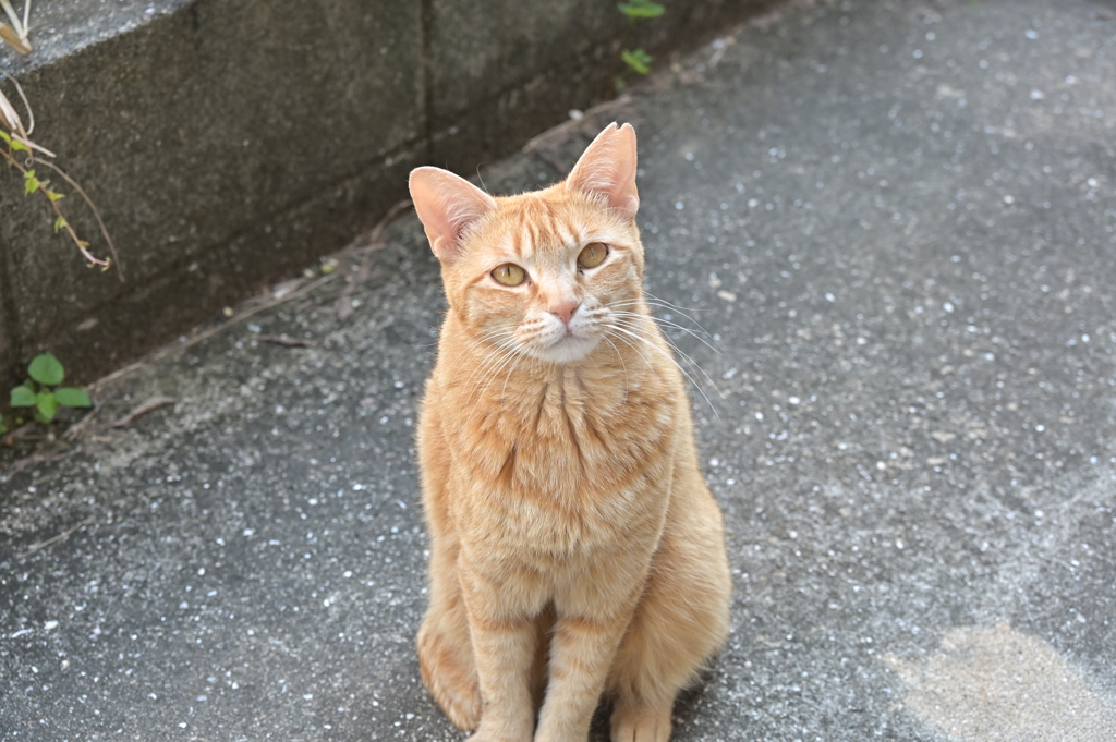来てくれた　♪