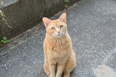 来てくれた　♪