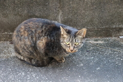 今日は、撮ったど♪