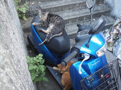 「朝の仔猫」♪