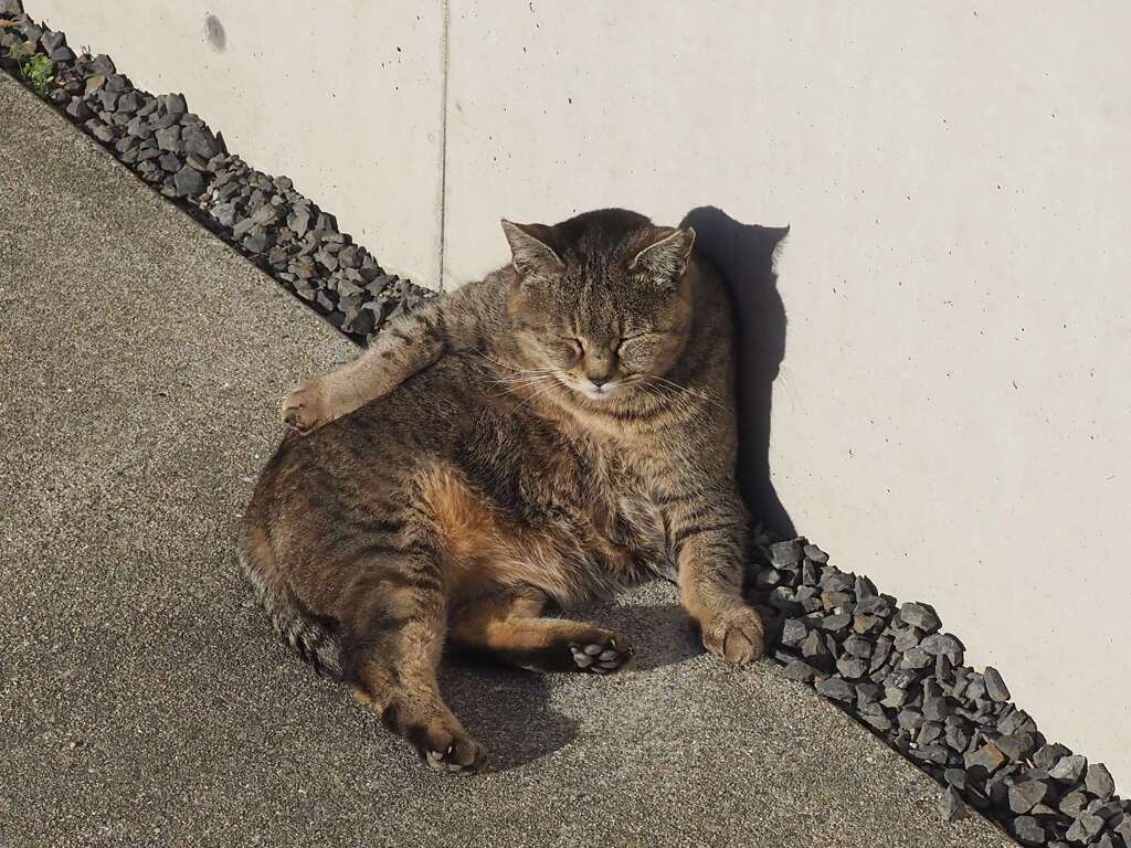 「ぐーたらスタイル」♪