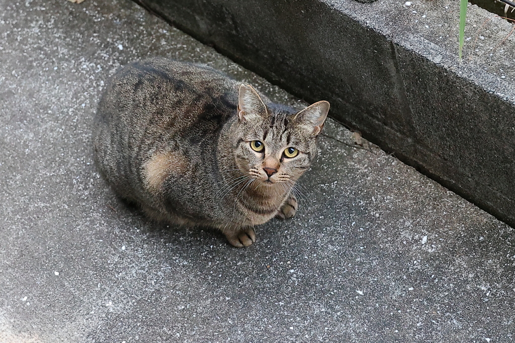 嬉しい珍客♪