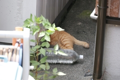 キャハハ(^◇^)