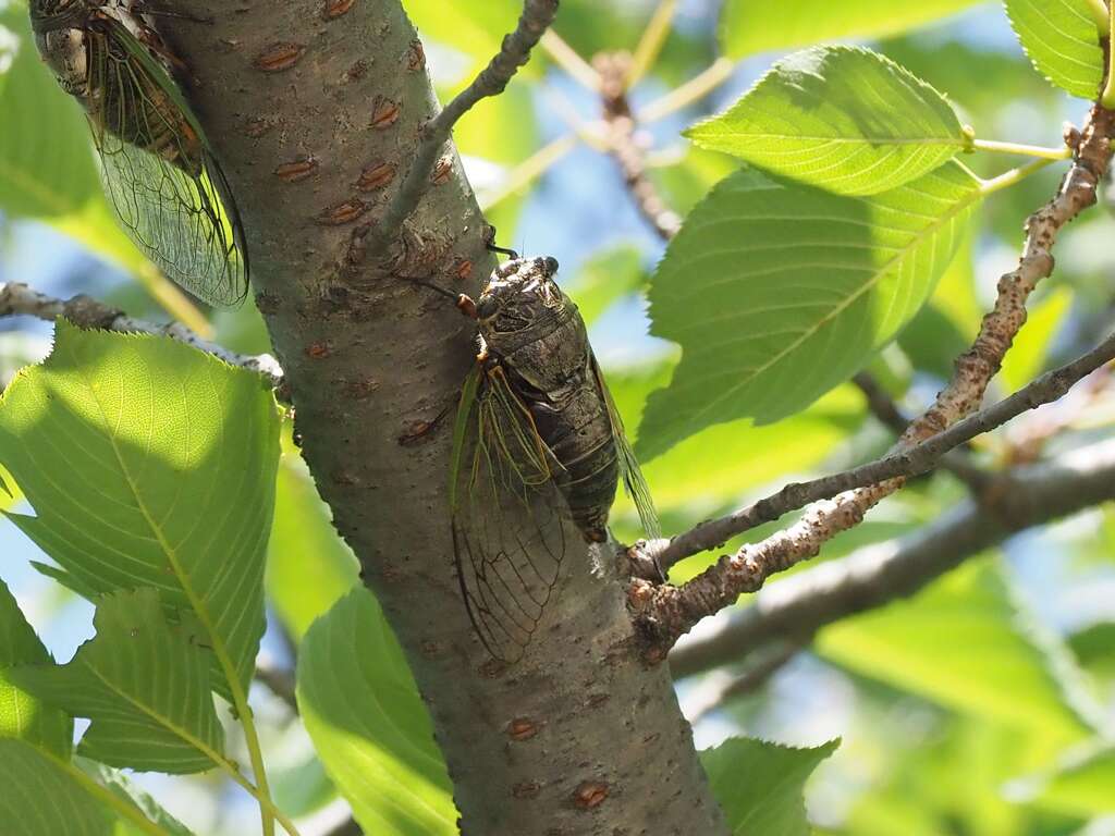 鳴いています♪