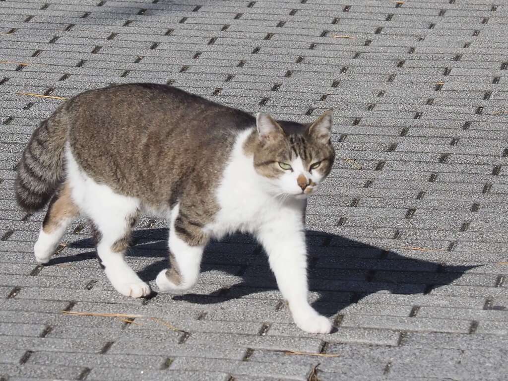 「参道のネコ」♪