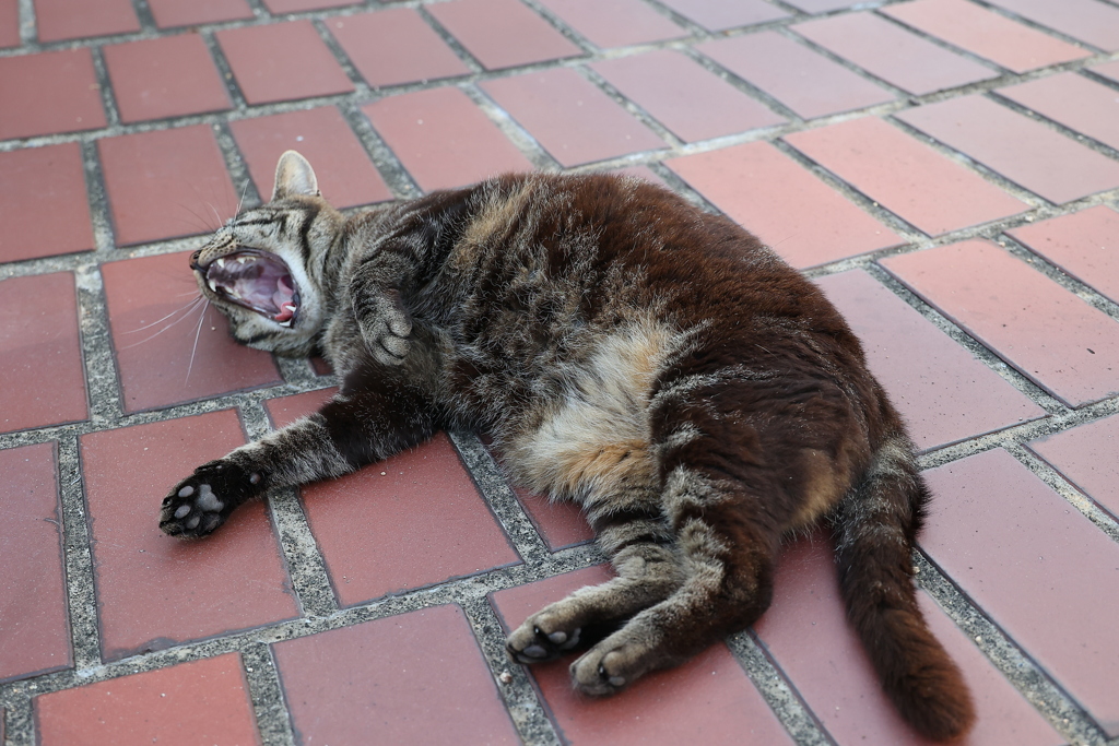 頑張って行こ～（眠い）♪