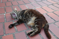 頑張って行こ～（眠い）♪