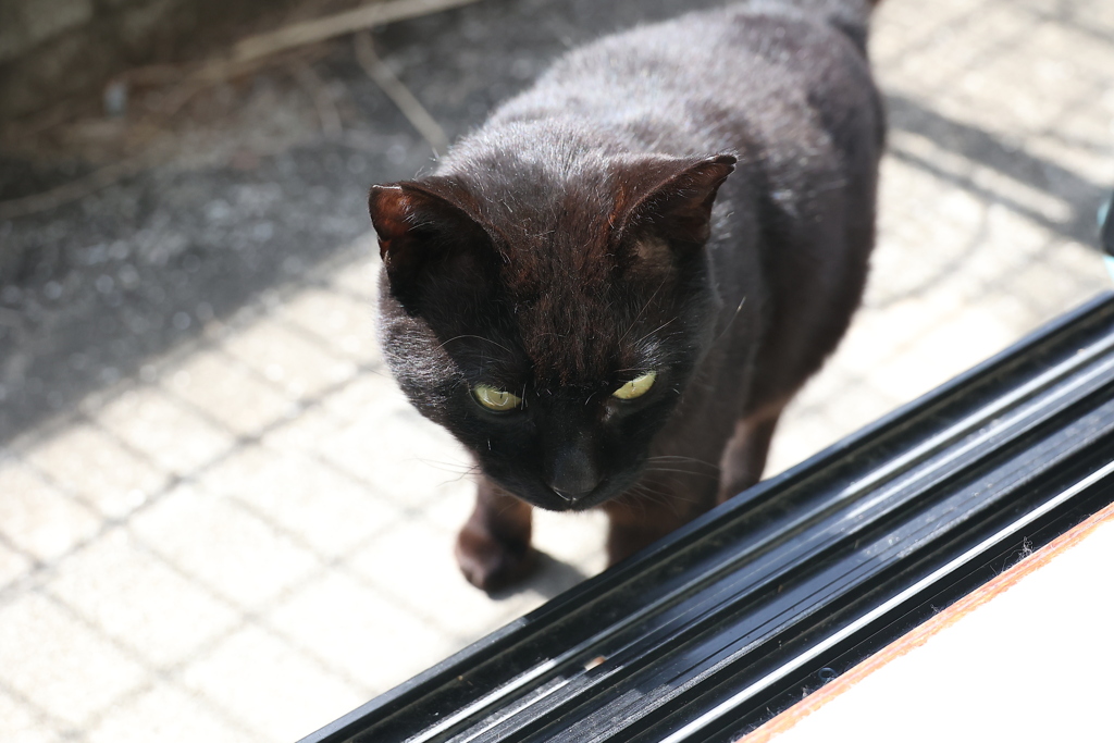 尻尾を掴む♪