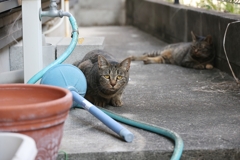 恐々（こわごわ）♪