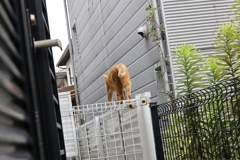 軽業師♪
