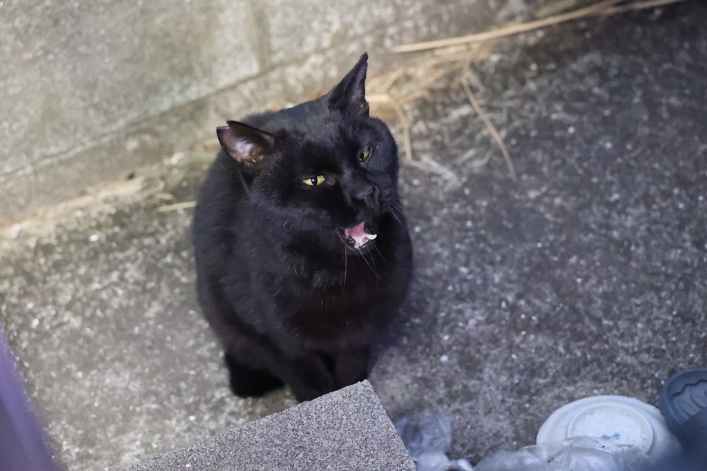 奇跡！（クロネコ降臨）