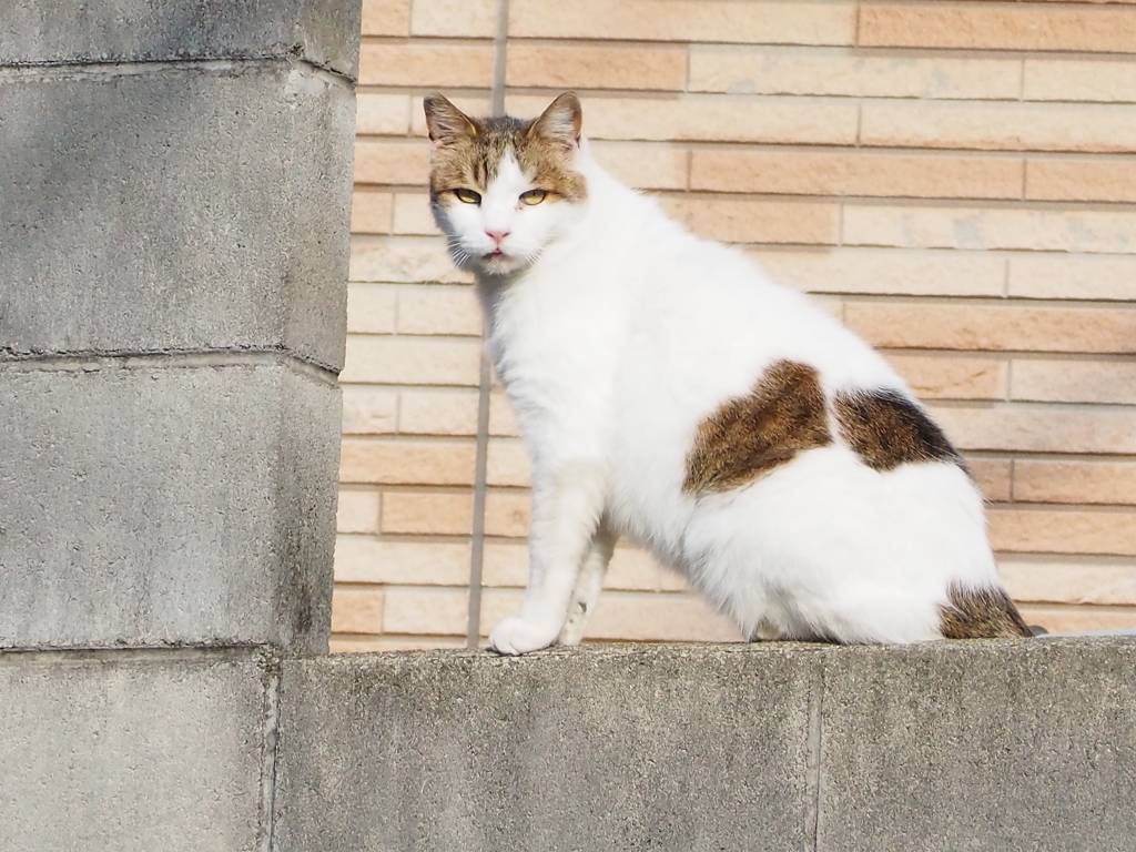 「気付かれた」♪