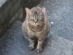 「どこからともなく」♪