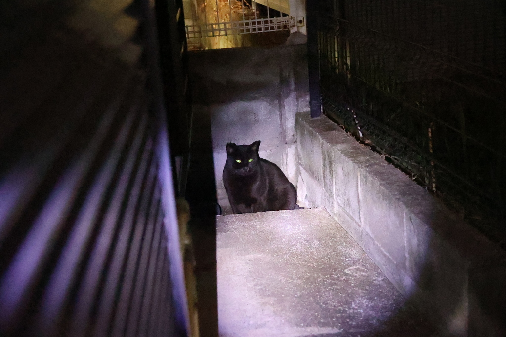 来たな（クロネコ）♪