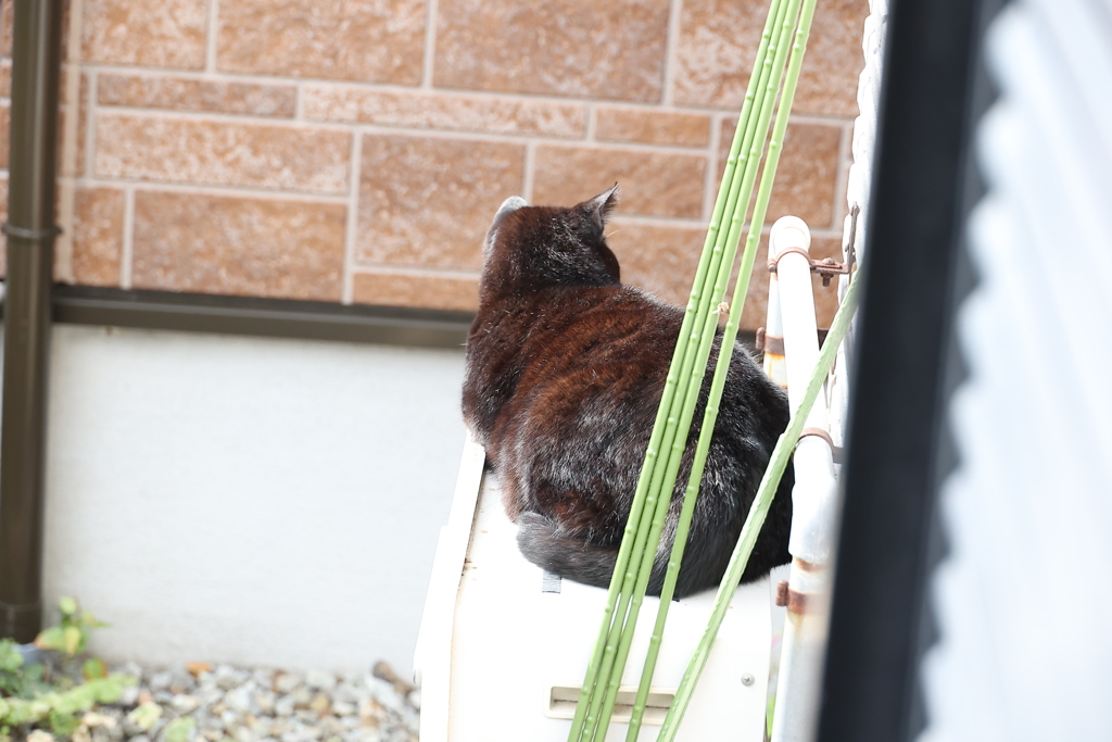 我関せず（クロネコ）♪