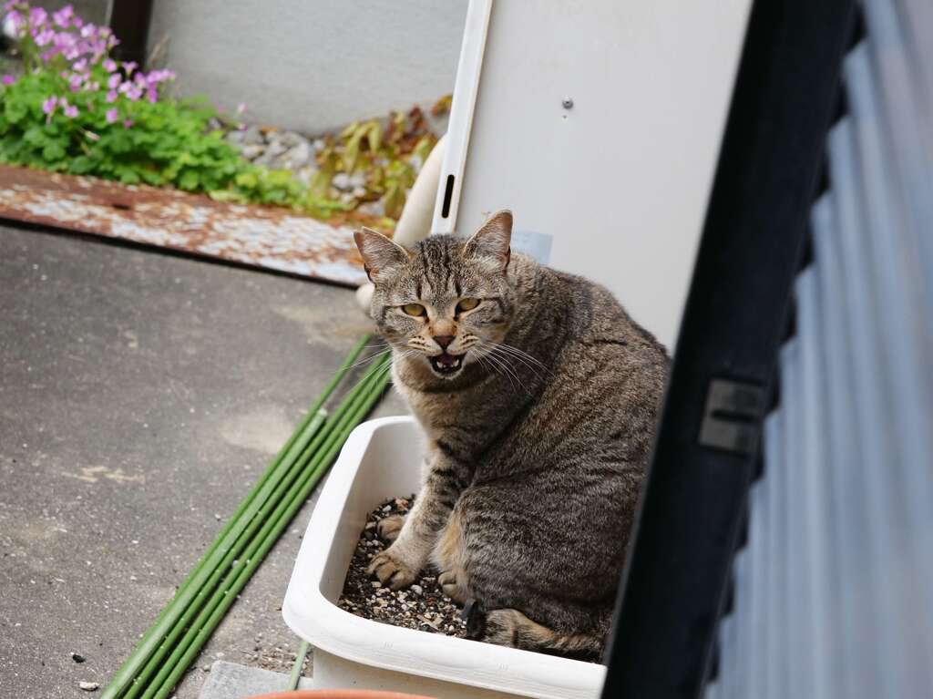 立ち上がって鳴く♪