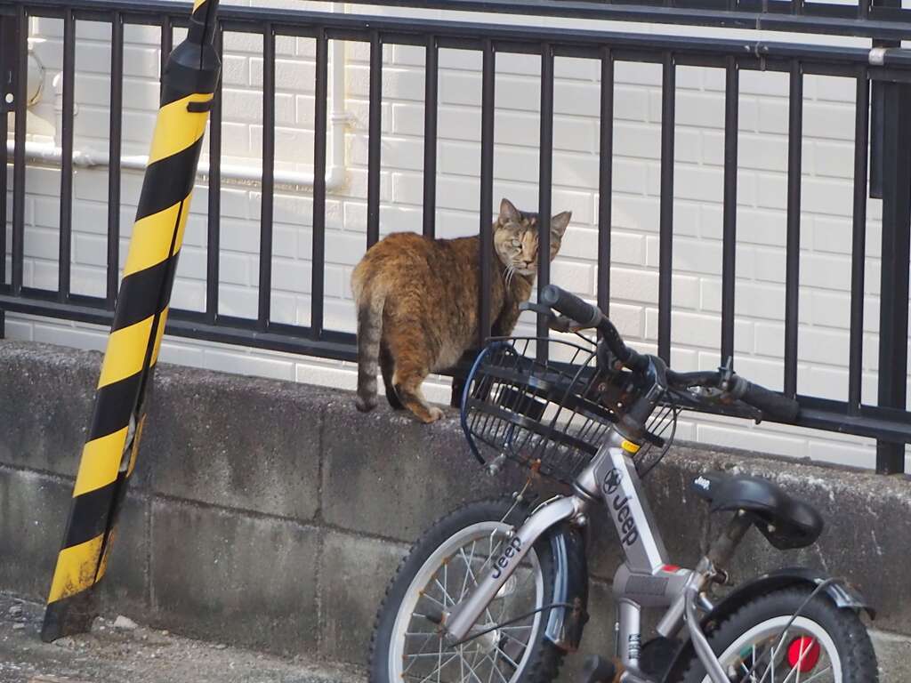 野良猫の極み♪