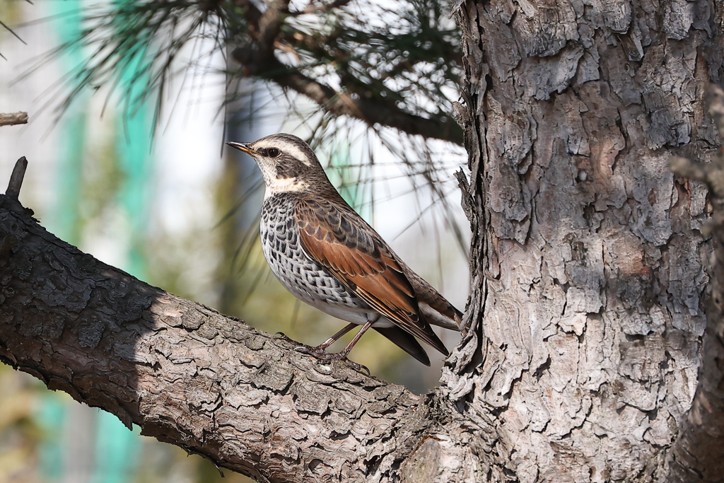 ツグミちゃん♪