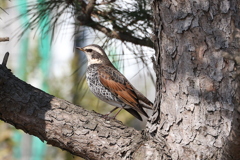 ツグミちゃん♪