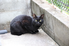 東に逃げた（小クロネコ）♪