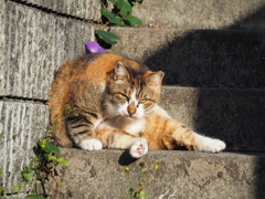 「目つきの悪いねこ」♪
