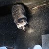 狸に化けたか♪