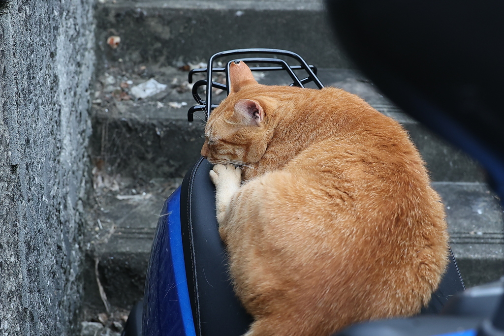単車毛だらけ♪