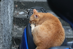 単車毛だらけ♪