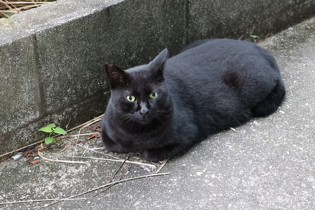 今日も元気だ（曇り空）♪