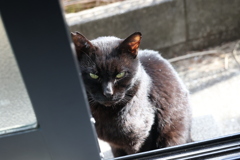 ネコ遊び♪